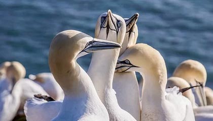 开云官方网页登录-全北现代备战亚冠淘汰赛，全北现代亚冠战绩