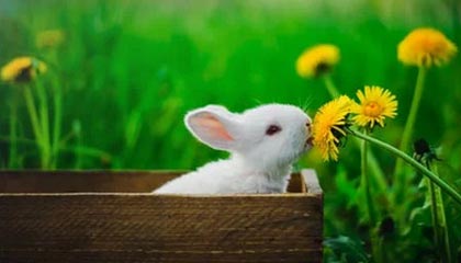 开云官网登录-经典战术暴露：分析欧冠淘汰赛的关键元素，欧冠淘汰赛赛制规则