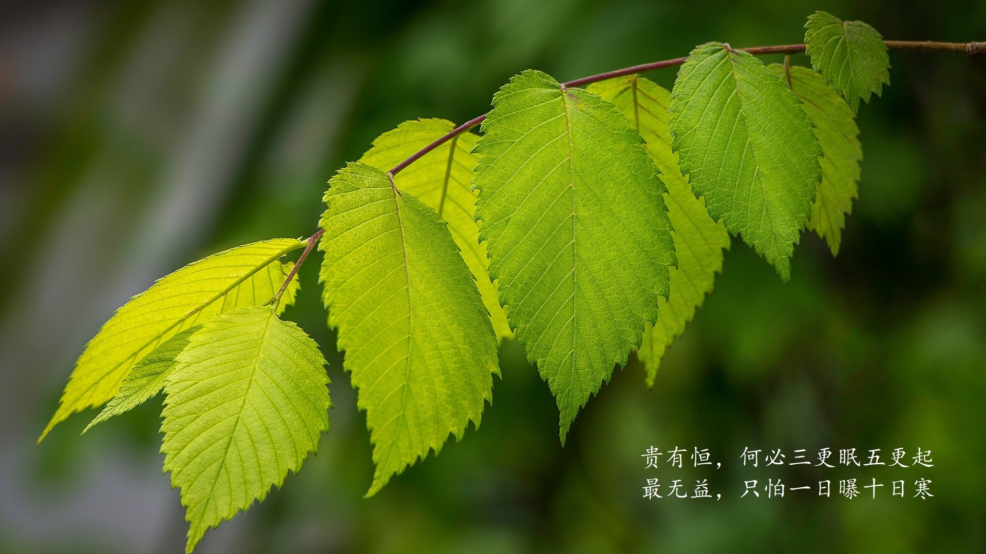 罗马球员参与国家队比赛，罗马球员2021