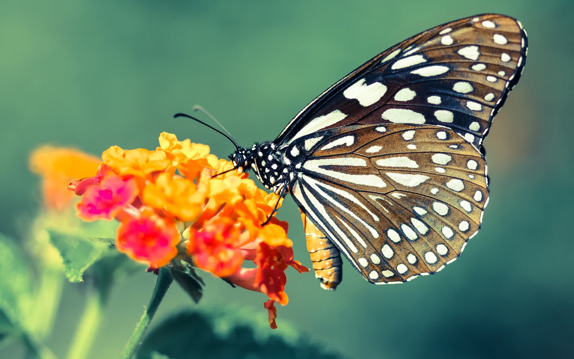 kaiyun体育app-2024年印度队表现：勇于迎战，逐步成长为世界级队伍，二零二一年印度