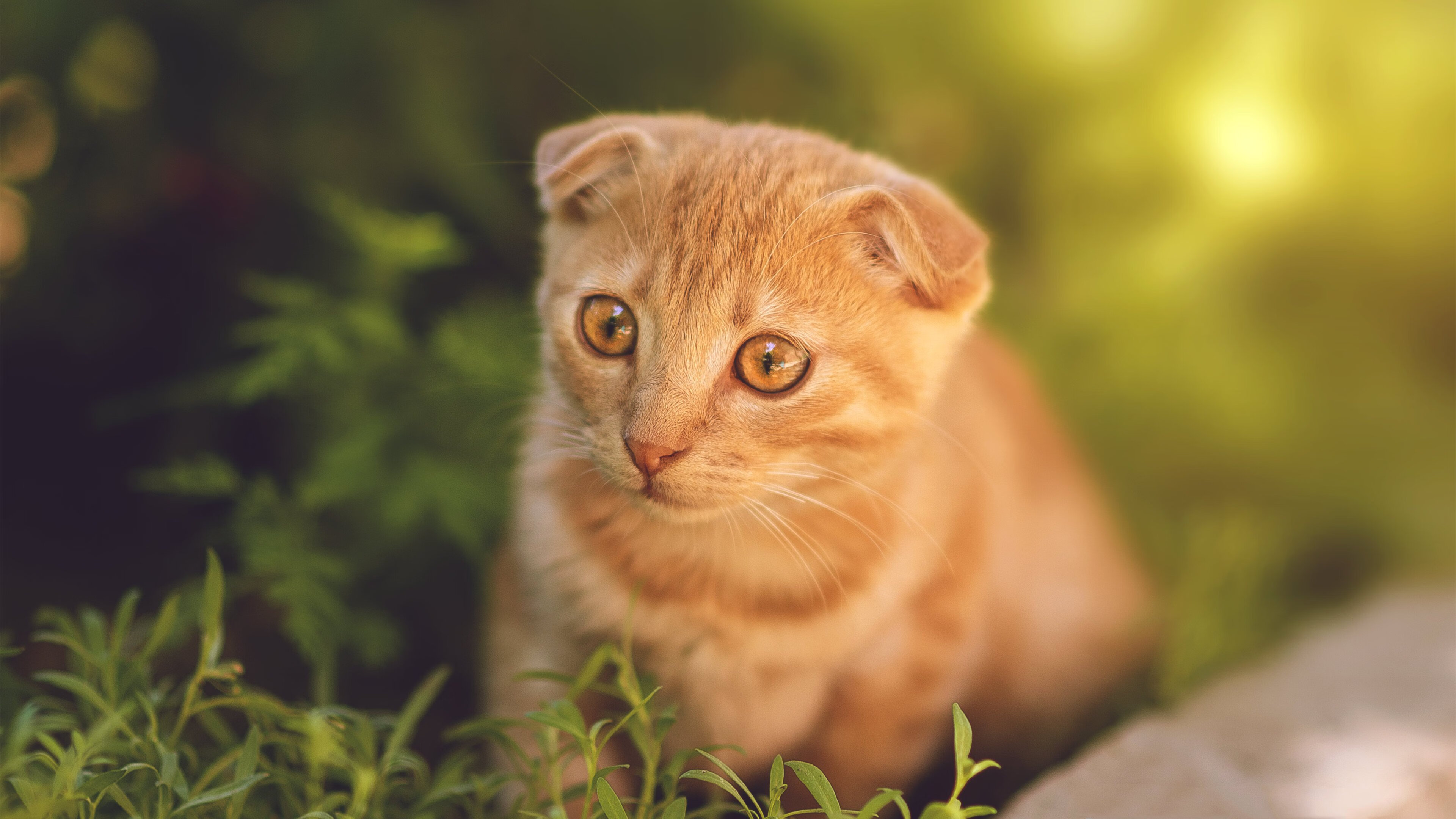 开云官网在线-弗朗索瓦·霍尔茨豪伊泽：防线与进攻的双重威胁，展现南非队全方位优势