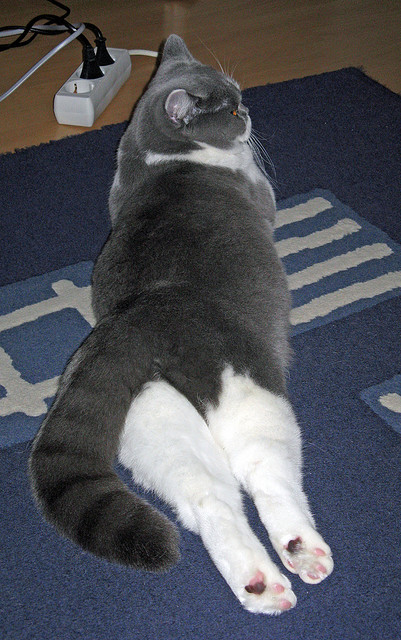 爵士年轻控卫组织能力获得教练认可,爵士队防守悍将