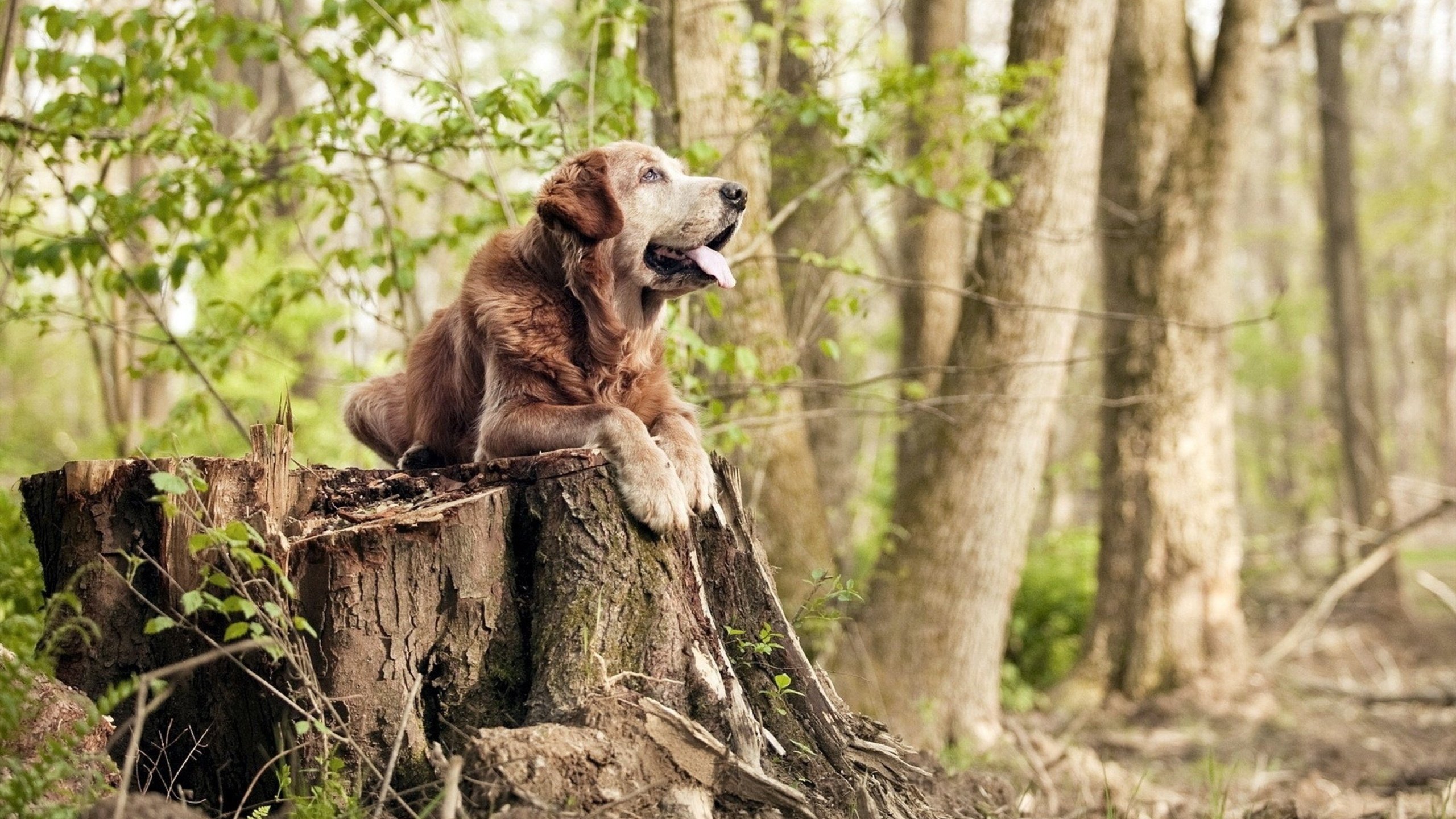 英超冠军悬念:战局千变万化,惊喜不断!,英超 冠军